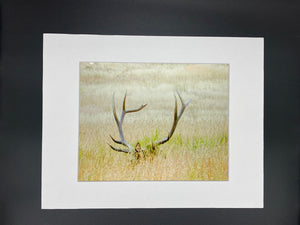 Hidden Elk photo print- 11x14