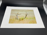 Hidden Elk photo print- 11x14