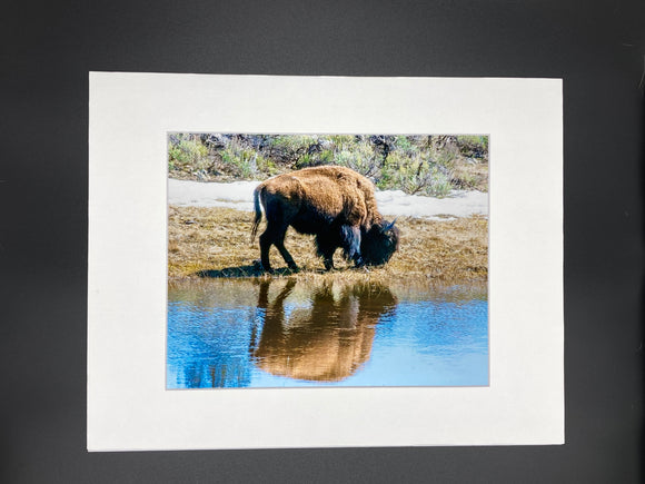 Bison Reflection photo print- 11x14