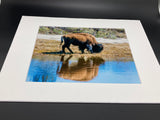 Bison Reflection photo print- 11x14