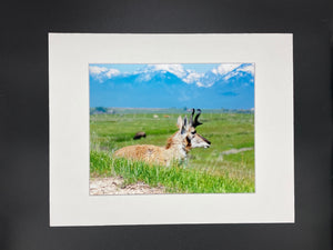Montana Scene photo print- 11x14