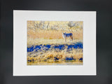 Coyote in Yellowstone photo print- 11x14