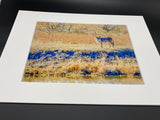 Coyote in Yellowstone photo print- 11x14