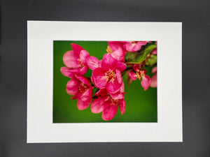 Pink Blooms photo print- 11x14