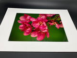 Pink Blooms photo print- 11x14
