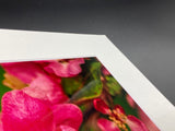 Pink Blooms photo print- 11x14