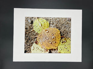 Aspen Leaves photo print- 11x14