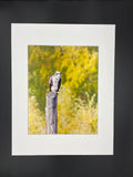 Overlooking Osprey photo print- 11x14