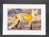 "Red Fox Profile" 5x7 print