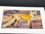 "Red Fox Profile" 5x7 print