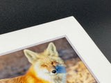 "Red Fox Profile" 5x7 print