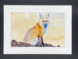 "Red Fox Sitting" 5x7 print