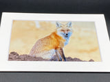 "Red Fox Sitting" 5x7 print