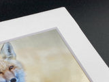 Red Fox Sitting photo print- 11x14