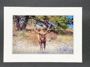 "Approaching Elk" 5x7 print