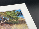 "Approaching Elk" 5x7 print