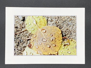 "Aspen Leaves" 5x7 print