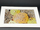 "Aspen Leaves" 5x7 print