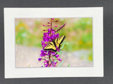 "Butterfly on Wildflower" 5x7 print