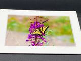 "Butterfly on Wildflower" 5x7 print