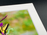 "Butterfly on Wildflower" 5x7 print