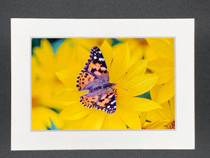 "Painted Lady Butterfly" 5x7 print