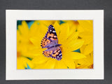 "Painted Lady Butterfly" 5x7 print