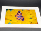 "Painted Lady Butterfly" 5x7 print