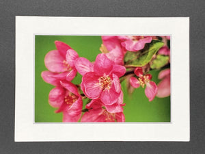 "Pink Blooms" 5x7 print