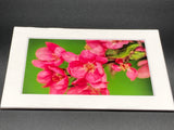 "Pink Blooms" 5x7 print