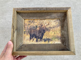 Teton Moose- FRAMED 5x7 Wood Print