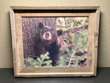 Napping Black Bear- FRAMED 11x14 Wood Print