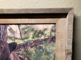 Napping Black Bear- FRAMED 11x14 Wood Print