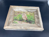 Burrowing Owl- FRAMED 5x7 wood print