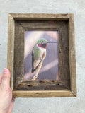 Anna's Hummingbird- FRAMED 5x7 Wood Print