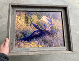 Napping Moose- FRAMED 11x14 Wood Print