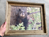 Napping Black Bear- FRAMED 11x14 Wood Print