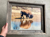 Bison Reflection - FRAMED 11x14 Wood Print