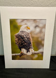 Sunset Eagle photo print- 11x14