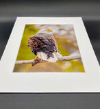 Sunset Eagle photo print- 11x14