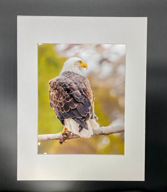 Sunset Eagle photo print- 11x14
