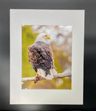 Sunset Eagle photo print- 11x14