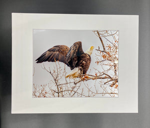 Screaming Eagle photo print- 11x14