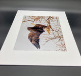 Screaming Eagle photo print- 11x14