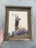 Elk Head Turn- FRAMED 8x10 wood print