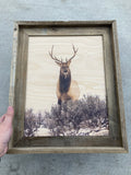 Elk Stare Down - FRAMED 11x14 Wood Print