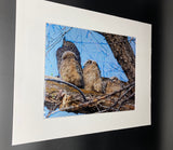 Owl Family photo print- 11x14
