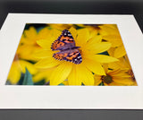 Painted Lady Butterfly photo print- 11x14