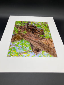 Owl Pair photo print- 11x14