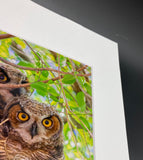 Owl Pair photo print- 11x14